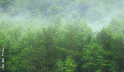 長野　奥蓼科　森林の朝霧 © kiyopayo
