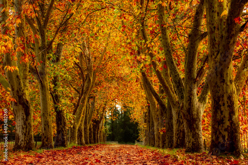 Print op canvas An avenue of oak and maple trees lining the road with fallen leaves on the ground