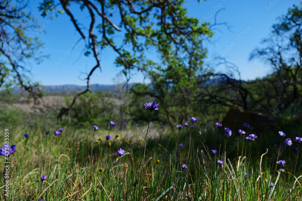 Wildflowers blooming on hill near clear lake California Wildflowers blooming on hill near clear lake California