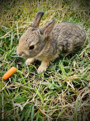 Baby bunny rabbit in the grass