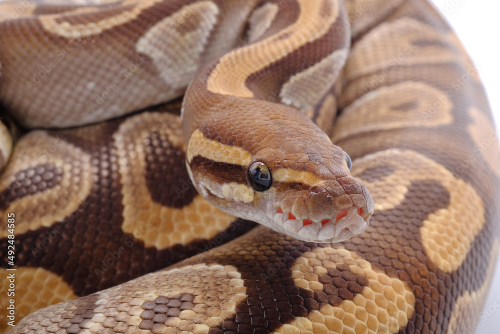 snake ball python ,White and brown juvenile, reptile snake ball python ,White and brown juvenile, reptile