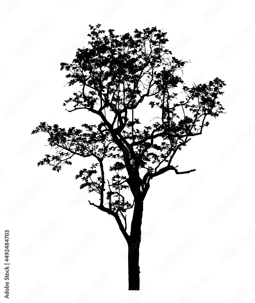 Tree silhouette for brush on white background. Tree silhouette for brush on white background.