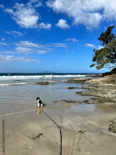 A small dog stands watches waves on a beautiful Whiritoa beach photo