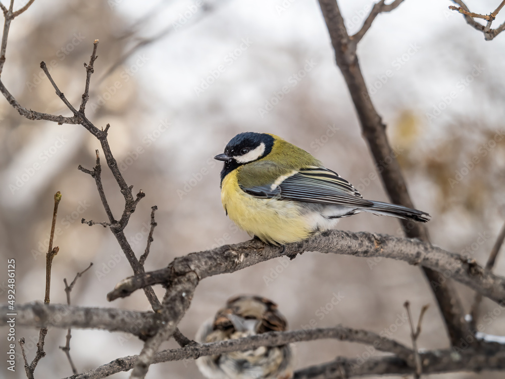 Naklejka premium Cute bird Great tit, songbird sitting on a branch without leaves in the autumn or winter.