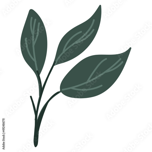 Leaf vector. Collection of leaves