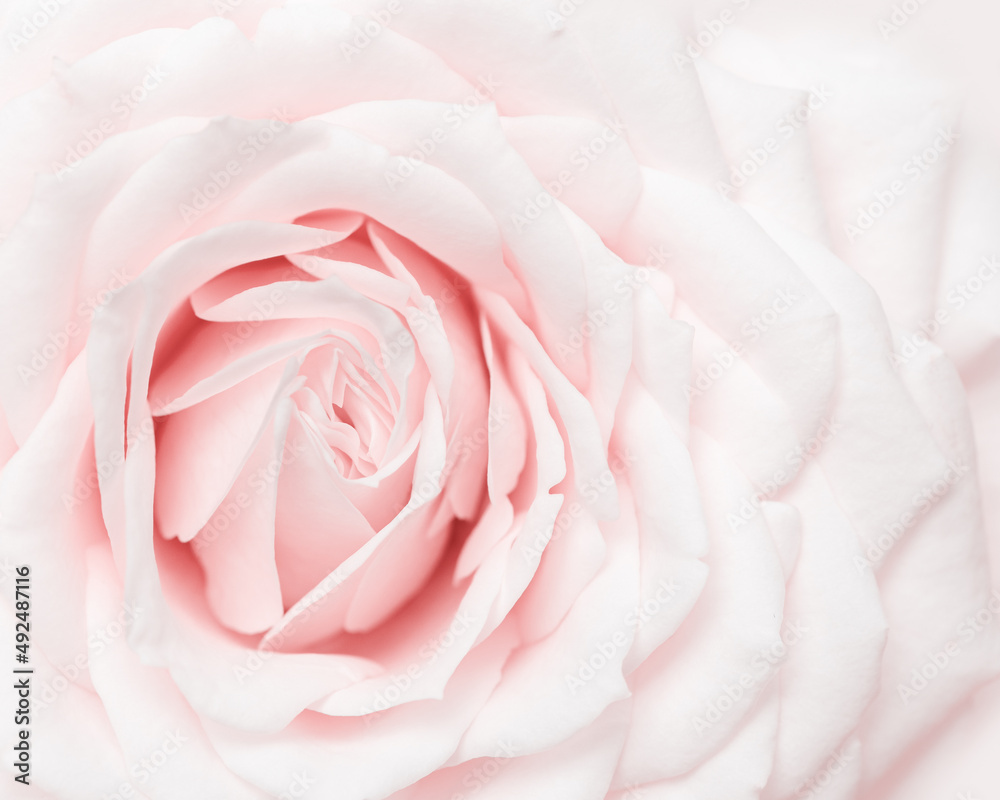 Close up white pink rose flower, delicate macro petals pastel colors, natural flowery background. Fresh soft blooming rose. Selective focus flowery card, nature floral design postcard Close up white pink rose flower, delicate macro petals pastel colors, natural flowery background. Fresh soft blooming rose. Selective focus flowery card, nature floral design postcard