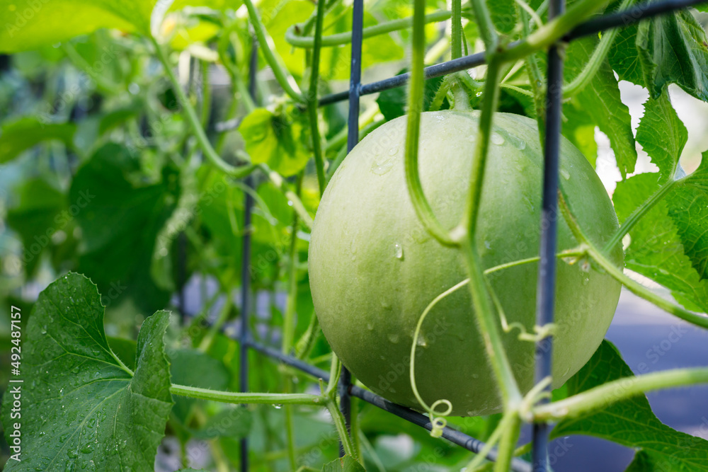 Snow Mass honeydew melon growing on a cattle panel trellis in a backyard  home garden Stock Photo | Adobe Stock