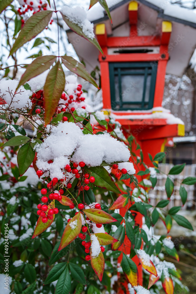日本の冬 南天に降り積もる雪 Stock Photo Adobe Stock