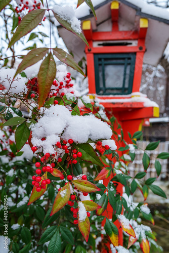 日本の冬・南天に降り積もる雪