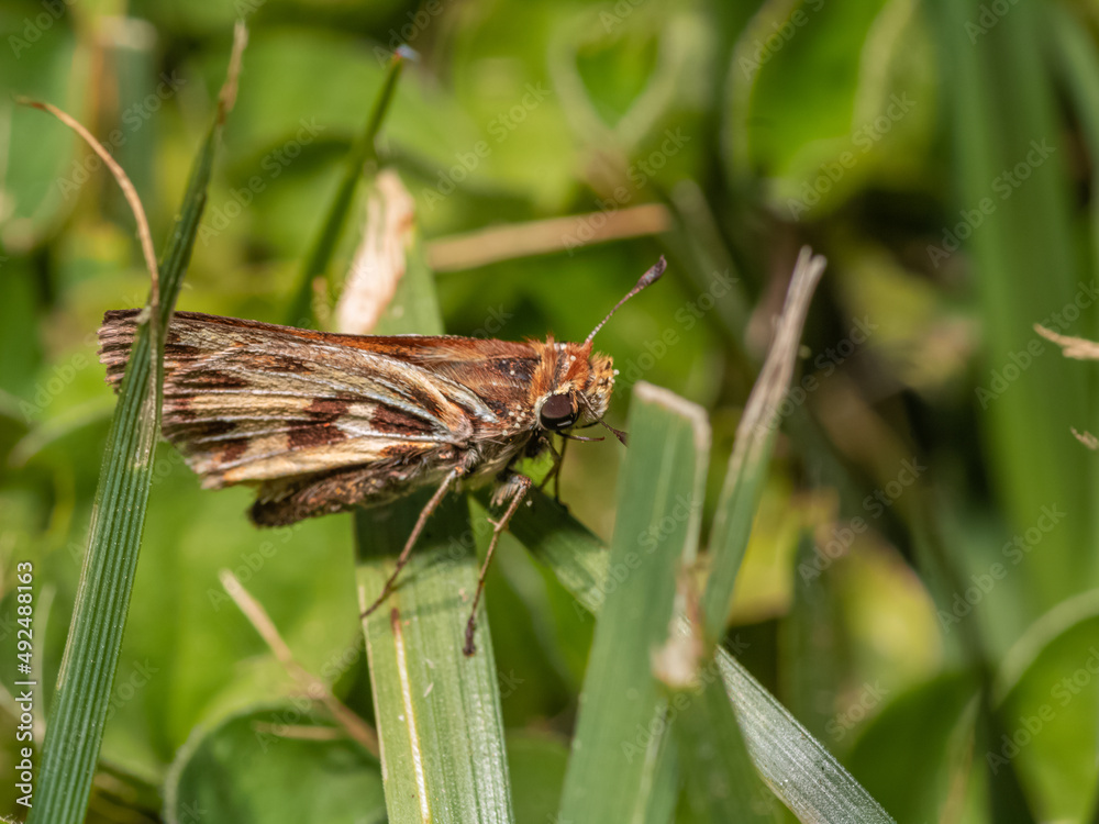 Hylephila fasciolata, hesperia de pasto, saltarina amarilla Hylephila fasciolata, hesperia de pasto, saltarina amarilla
