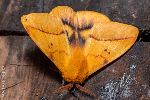 Mariposa Ojitos del Sur, Adetomeris erythrops, 
Satúrnido, mariposa nocturna photo