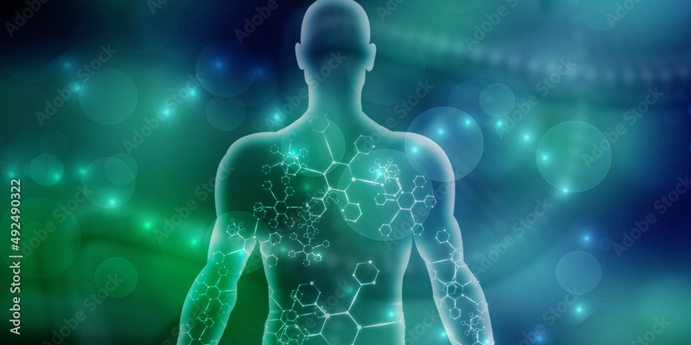 2d illustration Human Male Muscle Body 2d illustration Human Male Muscle Body