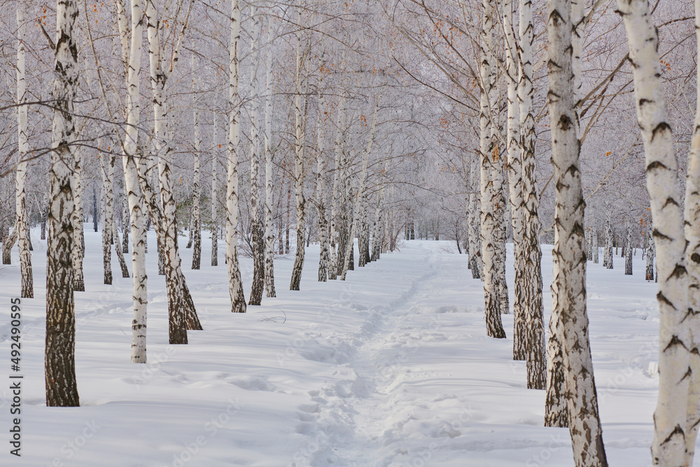 long alley with snowy birches in winter