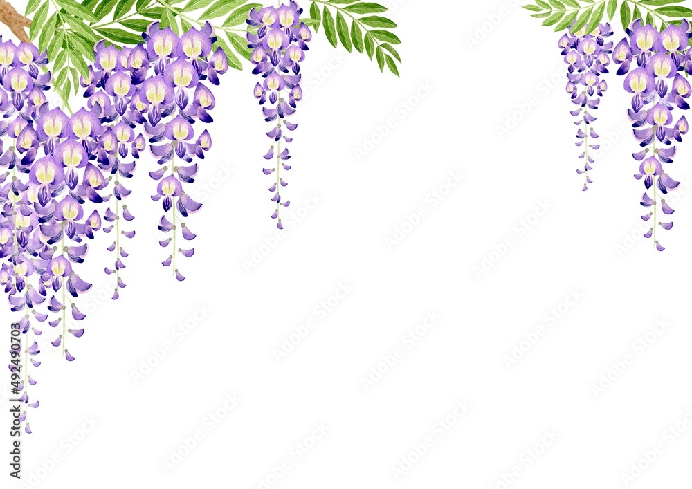 藤の花 春の花 夏の花 背景 フレーム 水彩 イラスト Stock Illustration Adobe Stock