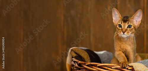 Abyssinian kitten sitting in a wicker basket in a brown plaid on a wooden background. Stretched panoramic image for banner © Ermolaeva Olga