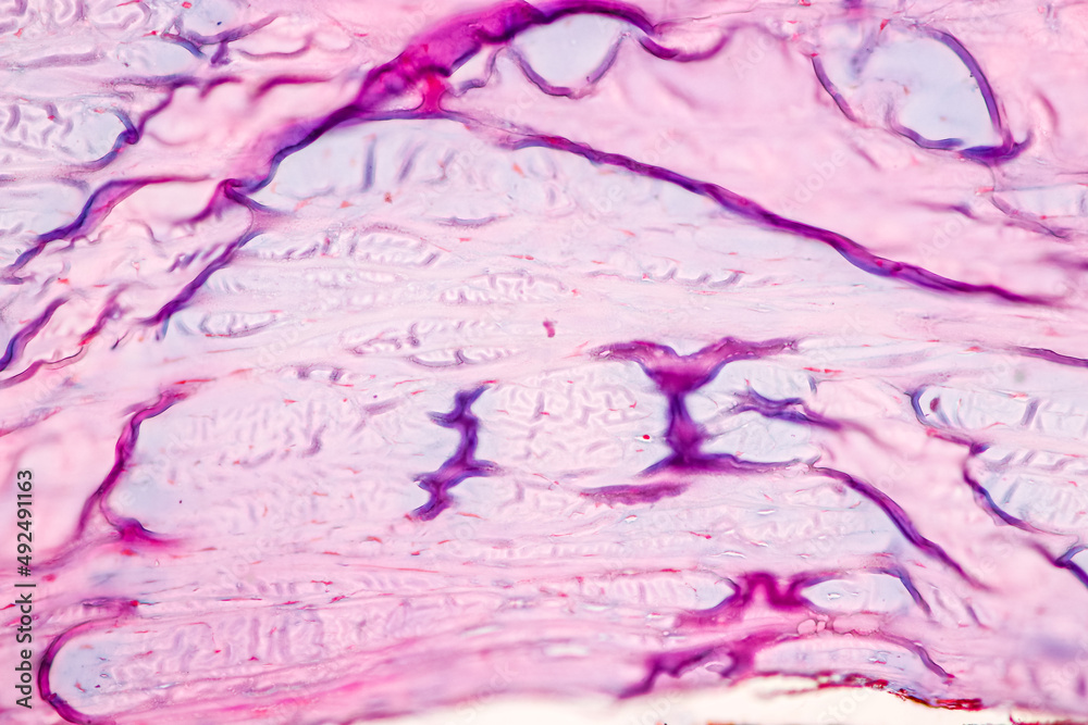 Retina human under microscope view for education.
Retina human under microscope view for education.