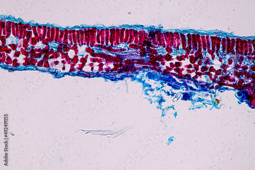 Host cells with spores (mold) are inside wood under the microscope for education.
 photo