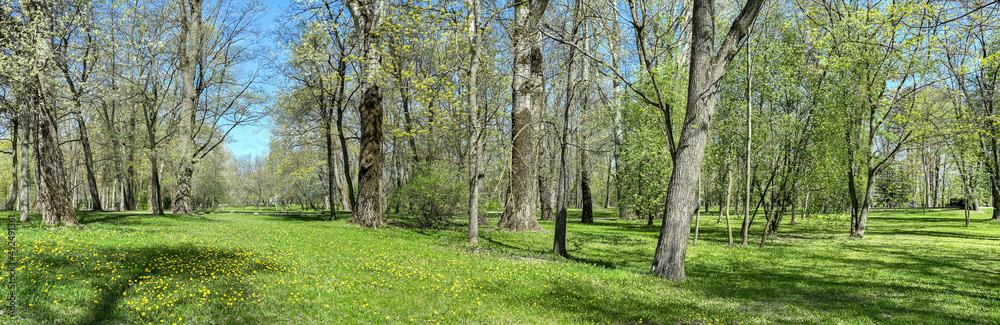 sunny morning in a spring park. green grass and fresh foliage on the trees. panorama.