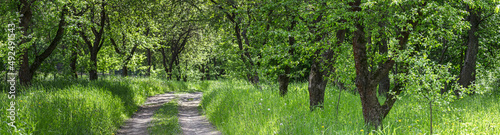 pathway through old apple orchard. summer panorama in sunny day.