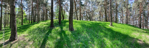 green mountain forest with the sunlight through the trees. panoramic view.