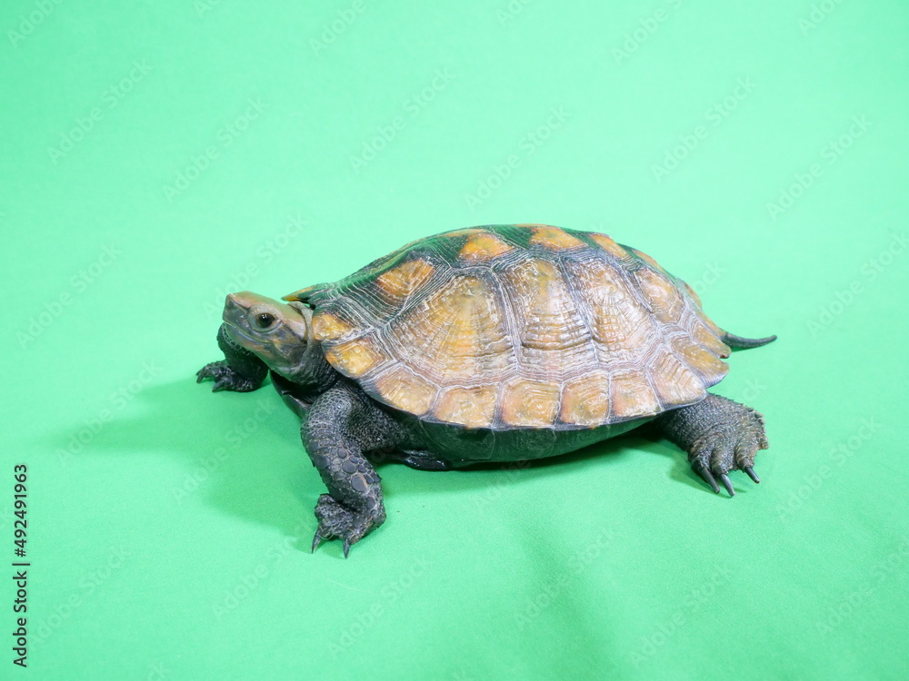 Fototapeta premium 横向きのイシガメ