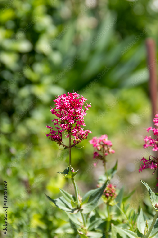 Pink inflorescence of small flowers on the stem Valerian red, or Centranthus, Valerian ornamental (Centranthus ruber) Pink inflorescence of small flowers on the stem Valerian red, or Centranthus, Valerian ornamental (Centranthus ruber)