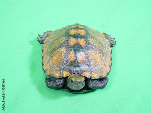 Fotografia 甲羅から頭を出したイシガメ