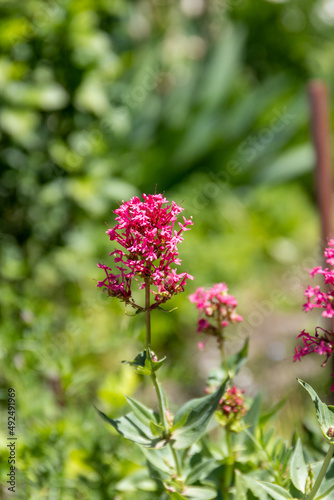 Pink inflorescence of small flowers on the stem Valerian red, or Centranthus, Valerian ornamental (Centranthus ruber)