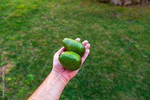 man hand holding two avocado. green grass background. vegetarian food, mexican food, tropical fruit for breakfast, copy space.  © Birol