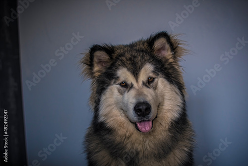 Smiling Malamute boy portrait. Young cute Nordic breed dog sitting in front of a grey wall in the indoors. Selective focus on the details  blurred background.