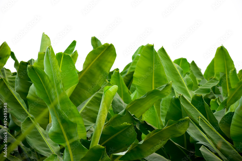 Fototapeta premium fresh Banana leave green isolated on white background.