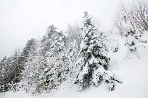 Pine trees in the forest with snow in winter landscape, Golcuk - Bolu - Turkey photo