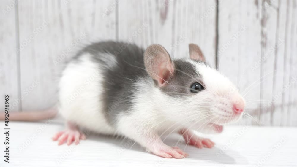 おやつを食べ終わって歩き出すネズミ おやつを食べ終わって歩き出すネズミ
