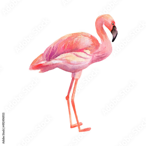 Watercolor illustration of flamingo isolated on white background. Hand drawn pink tropical bird flamingo
