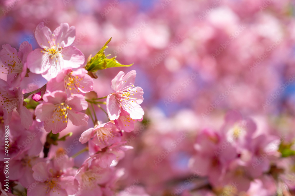 Fototapeta premium 満開の河津桜のクローズアップ