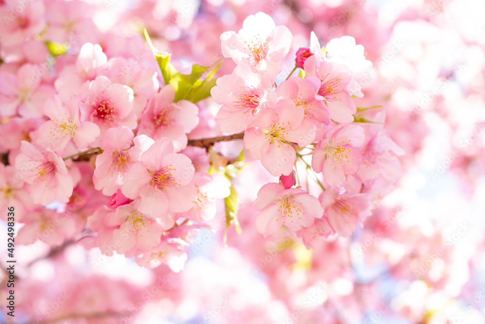 満開の河津桜のクローズアップ 満開の河津桜のクローズアップ