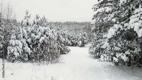 Beautiful winter snow-covered forest in cool weather, aerial view. The trees are covered with white frost and snowflakes. The fabulous nature is ready to celebrate the New Year and Christmas. UHD 4K.