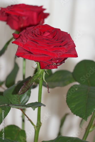single red rose