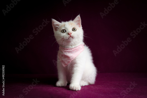 Scottish fold kitten sitting on purple background. Tabby Kitten standing in studio. Cat wearing pink scarf.