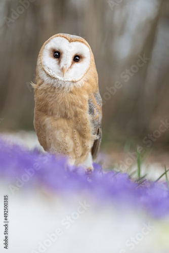 Face to face with a perfect predator, the Barn owl in spring season (Tyto alba)