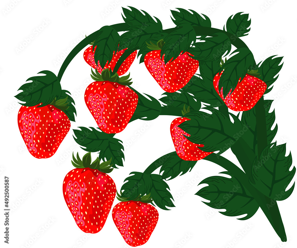Ripe red strawberries. Ripe red strawberries.
