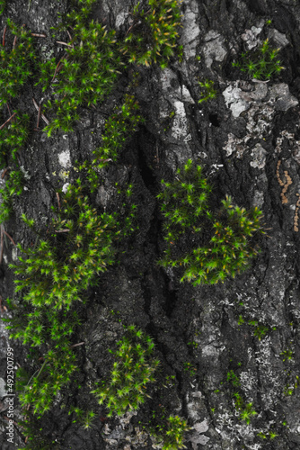 moss on tree bark