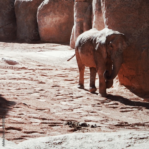 elephant walking in the sun