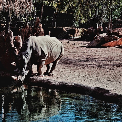 rhino drinking fresh water photo