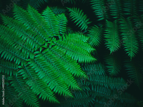 Green leaves Fern plant Nature background Tropical Forest Jungle Dark colour tone