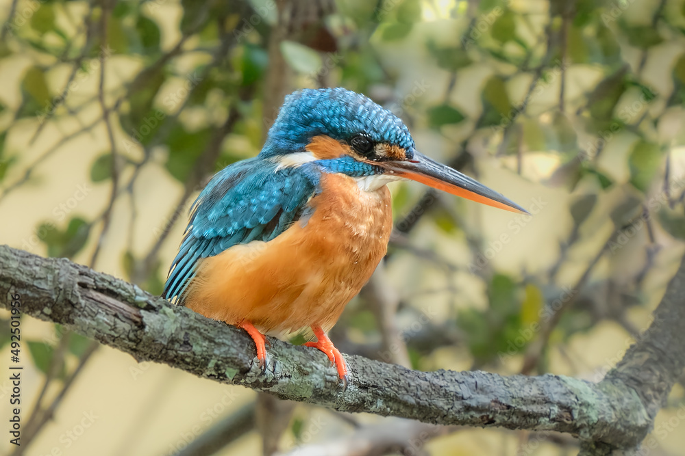 Fototapeta premium Cute Kingfisher, male Blued-eared Kingfisher (Alcedo meninting) sitting on a branch