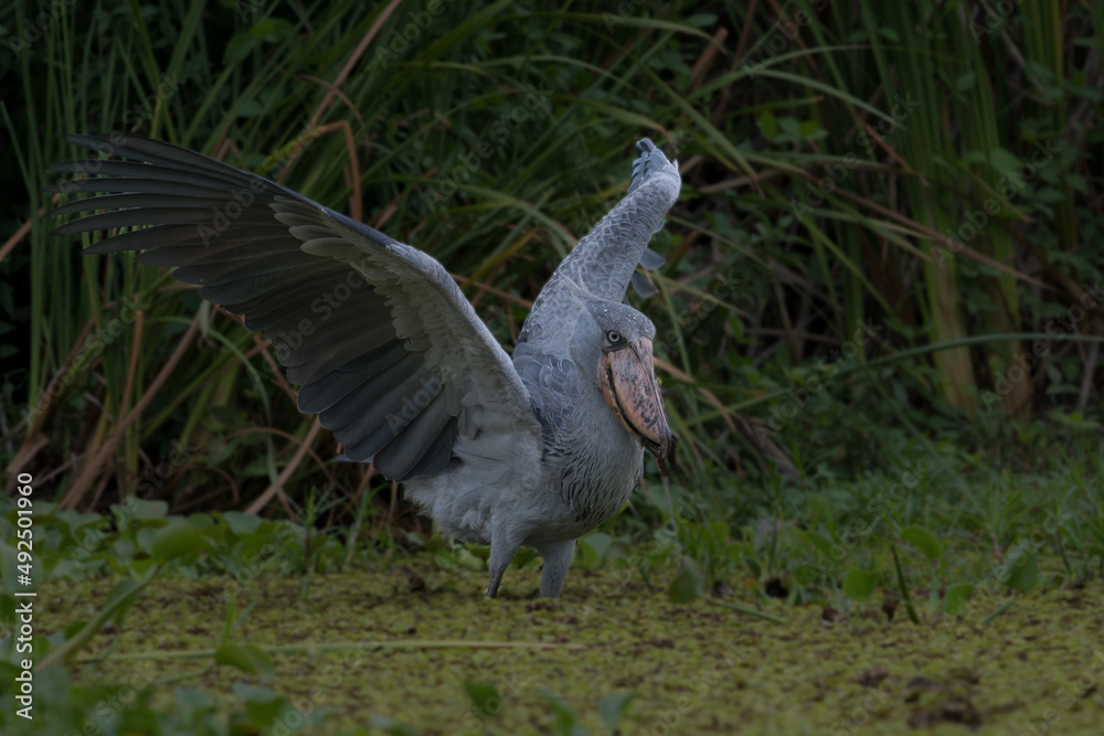 Obraz premium African Balaeniceps (Balaeniceps rex) is a large African bird from the order of the rocks, known especially because of its conspicuously shaped beak.
