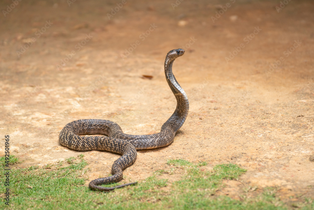 Fototapeta premium The cobra is the common name of some elapids able to widen the ribs to form the famous hood.