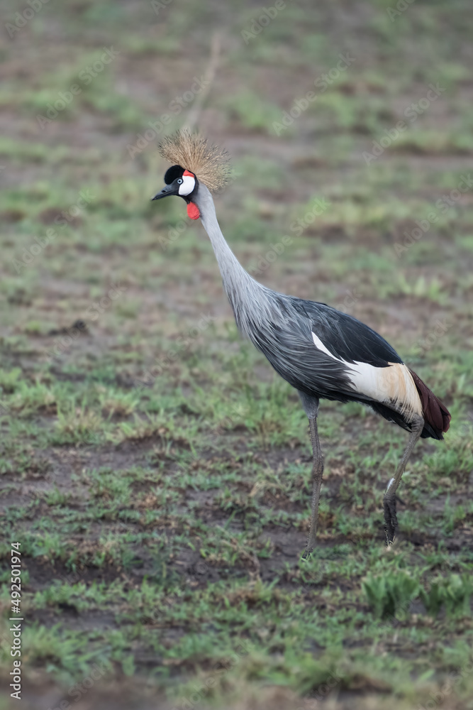 grey crowned crane in natural habitat (balearica regulorum) grey crowned crane in natural habitat (balearica regulorum)