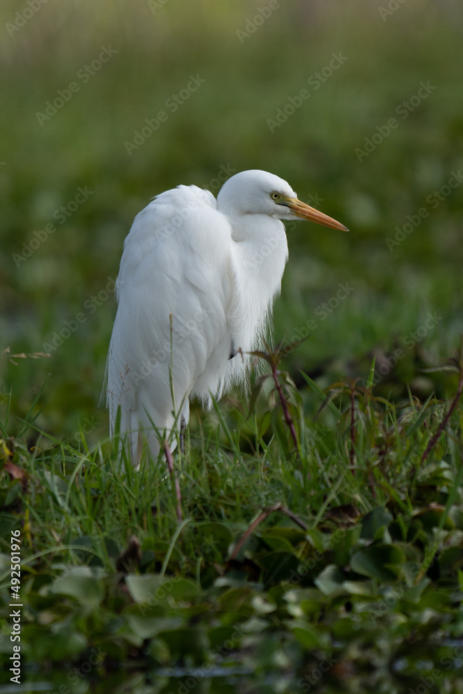 ardea alba/ white heron portrait africa kenya ardea alba/ white heron portrait africa kenya